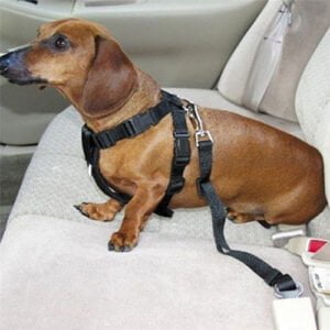 Verstellbarer Haustier-Hundesicherheitsgurt Nylon-Haustiere Welpensitz Bleileine Hundegeschirr Fahrzeugsicherheitsgurt 1